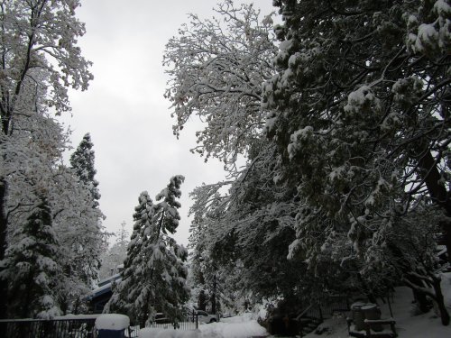 snow in trees